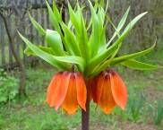 קטלוג פרחים רב שנתיים למגורי קיץ: תמונה עם שמות