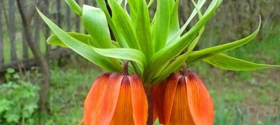 קטלוג פרחים רב שנתיים למגורי קיץ: תמונה עם שמות