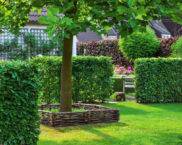 צמחים מטפסים שצומחים במהירות לגדר