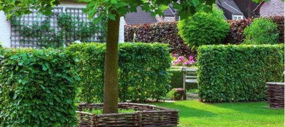 צמחים מטפסים שצומחים במהירות לגדר