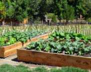 מיטות גבוהות בארץ במו ידיהם: צילום