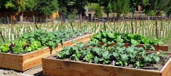 מיטות גבוהות בארץ במו ידיהם: צילום