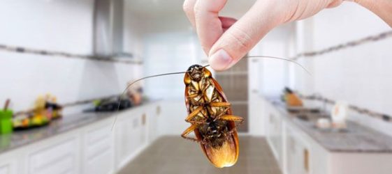 איך להיפטר מקקים בדירה לנצח