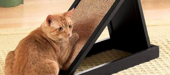 פוסט גירוד לחתול DIY