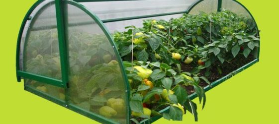 סל לחם חממה