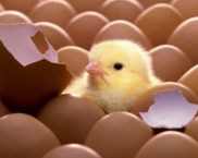 חממת DIY בבית