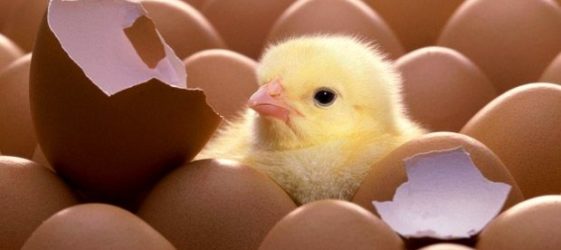 חממת DIY בבית