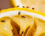 איך להיפטר מגמדים במטבח