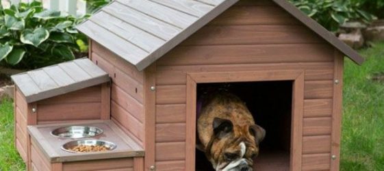 איך להכין דוכן לכלבים במו ידיך