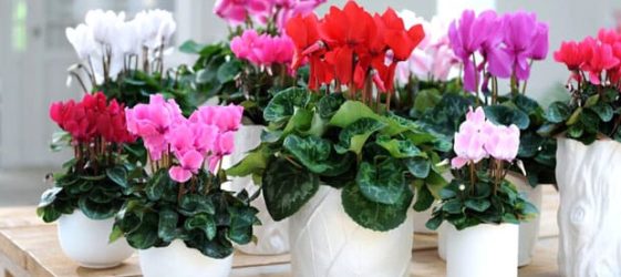 צמחי בית וצמחי בית פנימיים תמונות ושמות