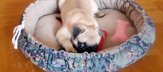 מיטת כלבים עשה זאת בעצמך