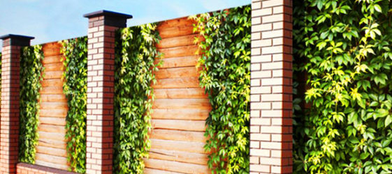 רשת תמונות גדר