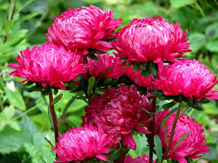 אסטרס הם צמחי נוי נפלאים לגינה