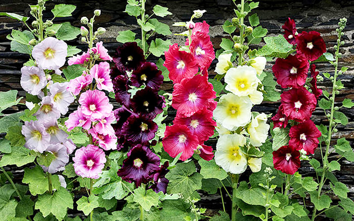 חלמית יפהפייה גבוהה