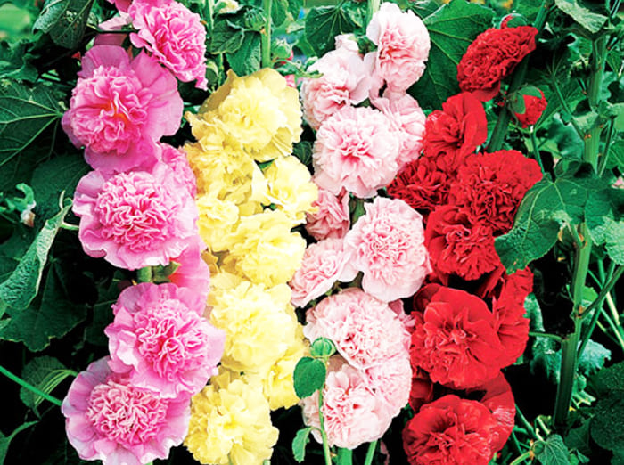 הצמח יפרח מיוני עד סוף ספטמבר.