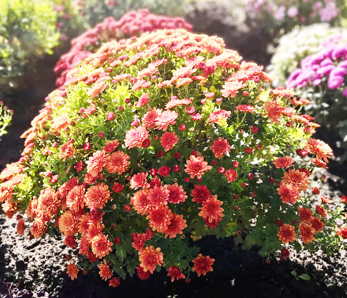 ישנם גוונים רבים של חרציות