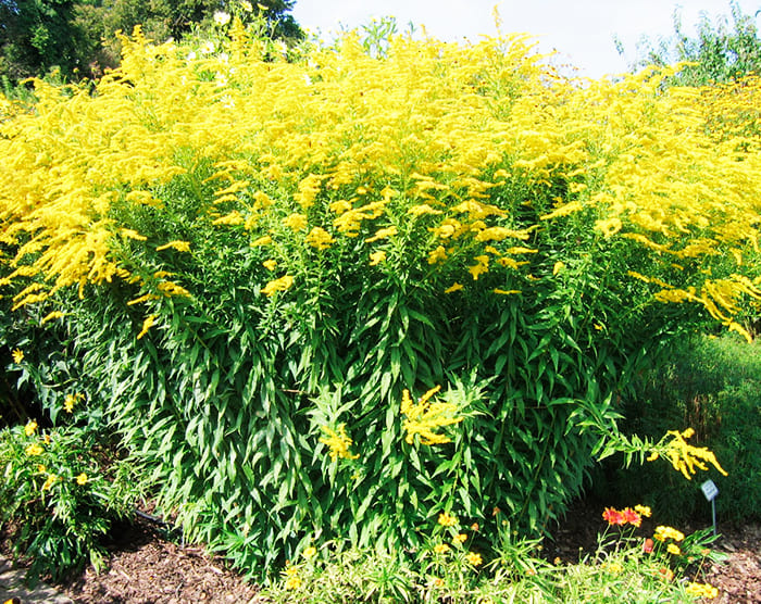 השיח גבוה מאוד, זקוק לבירית
