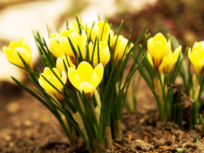 תמונות מעניינות ושמות של פרחי ראשית האביב