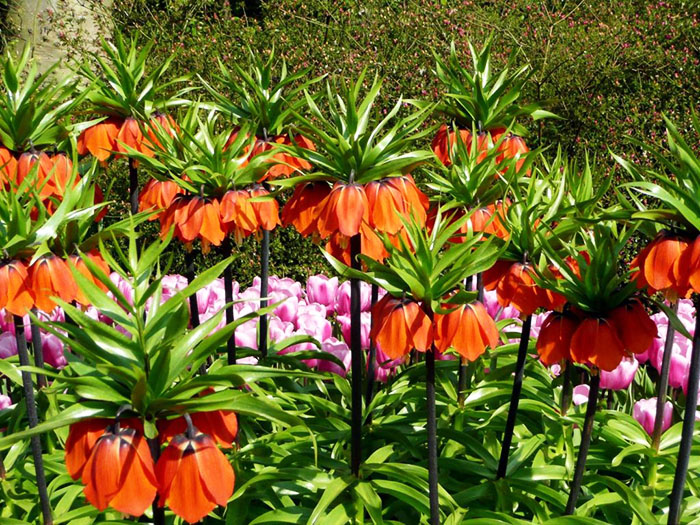 צבע עשיר: סגול, אדום, צהוב, לבן