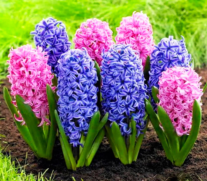 פרח הגשם, כפי שטענו היוונים הקדמונים